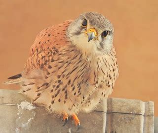Falco tinnunculus | common kestrel Turmfalke vânturel roșu | xulescu_g | Flickr