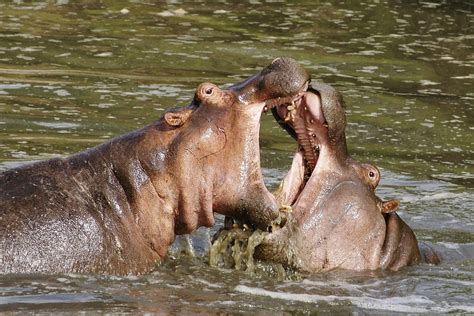 "hippo foreplay" #2 | ... mating hippopotamus ... photograph… | Flickr