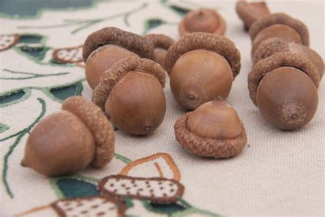 ACORNS — with uses and recipe links | Foraged food, Acorn, Ginger snaps recipe