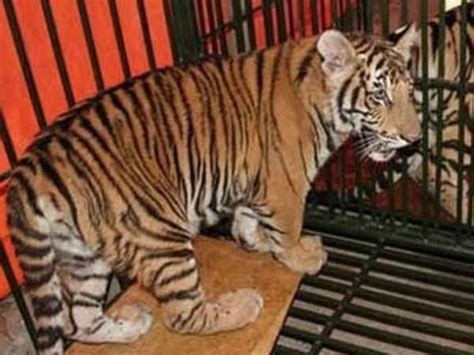 Wildlife crime challenges Vietnam’s tiger conservation efforts | DTiNews - Dan Tri International ...