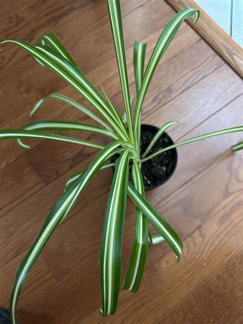 Spider Plant including Ikea small black planter or no planter for $3 - Plants & Seedlings - Ann ...