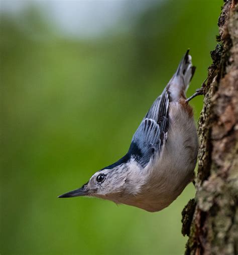 White-breasted Nuthatch - Owen Deutsch Photography