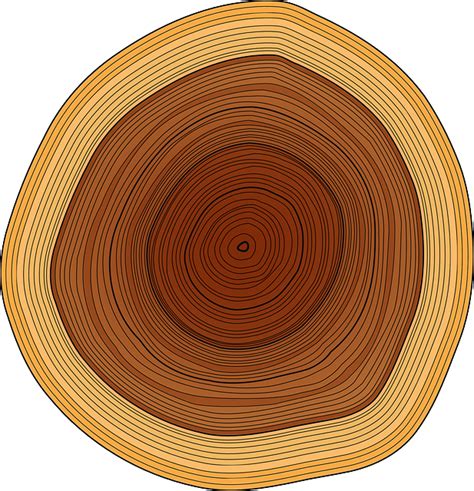 tree rings vector png
