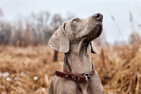 Weimaraner in Countryside Forest. Hunting Dog on Hunt. Gray Dog. Hunting Dog Breed. Stock Photo ...