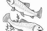 Delicious Fish Apache Trout Coloring Pages  Best Place To Color sketch template