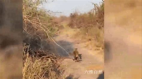 Tanzania photographed a leopard attacking lion cubs while the big lion is not there, bringing a ...