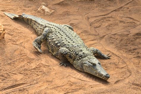 A Nile Crocodile in the Wild · Free Stock Photo