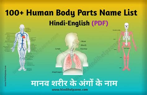 100+ Human Body Parts Name Hindi-English (pdf) - मानव शरीर के अंगों के नाम