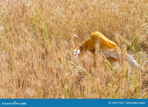 Woman Harvesting Wheat Seeds, India Stock Photo - Image of ripe, india: 104517522