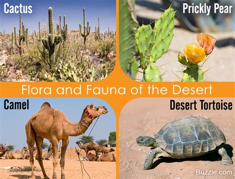 Desert Animals And Plants List