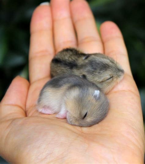 Sleeping baby chipmunks : r/Eyebleach