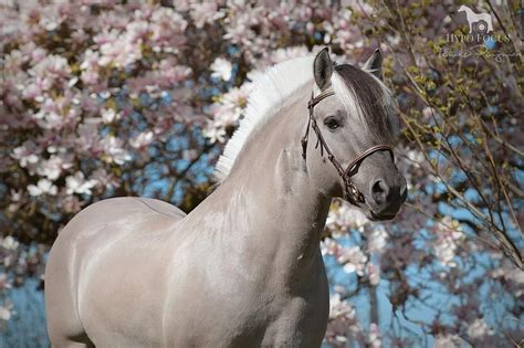 Femke Puijman on Instagram: “Meet Brijol! An amazing, rare grey colored Fjord horse stallion. He ...