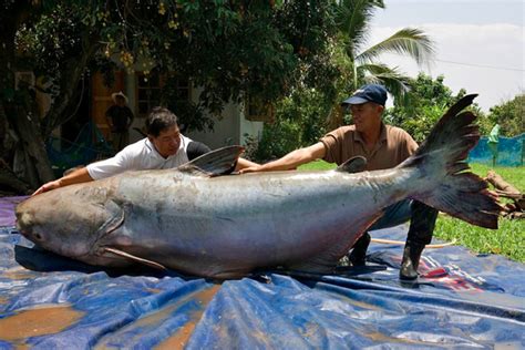 646-pound catfish believed to be world's largest fish