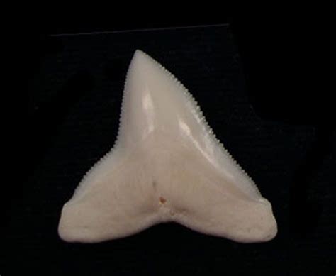 An EXTRA LARGE, GEM Bull shark tooth (Modern Bull shark). Perfect tooth. MB09 SIZE: 1-1/8" Price ...