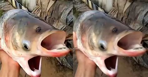 The mysterious fish with two mouths is suspected to be due to a radioactive mutation that has ...