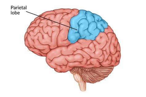 Posterior Parietal Cortex