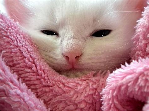 cat, siberian, portrait, cat's eye, cute, kitten, animals, grey, fluffy cat, cats, cat eyes | Pikist