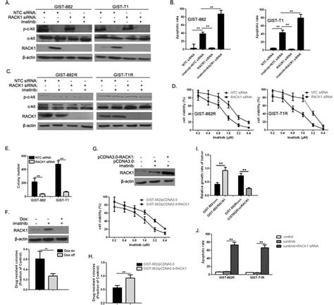 RACK1 overexpression is linked to acquired imatinib resistance in gastrointestinal stromal tumor ...