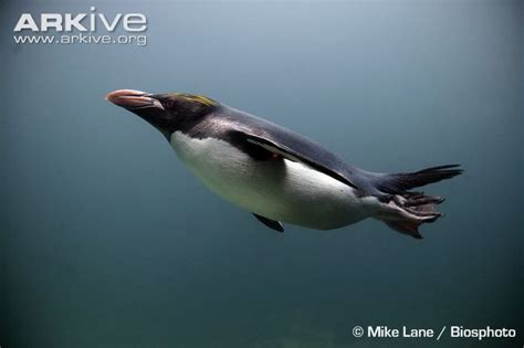 Macaroni penguin photo - Eudyptes chrysolophus - G132776 | ARKive ...