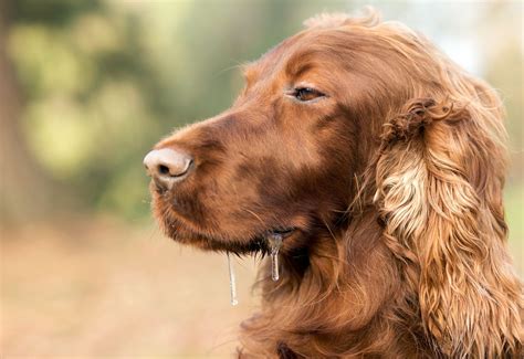 Why So Wet? Dog Slobber and You | Ten West Bird & Animal Hospital | Ten West Bird & Animal Hospital