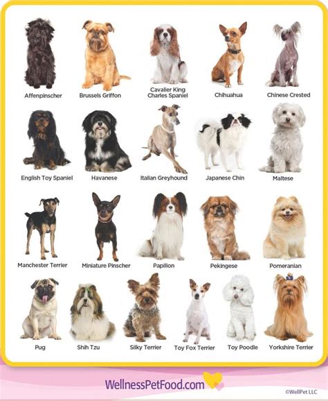 25 Beautiful Dog Species Name
