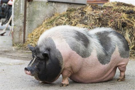 Gesprenkeltes Pot-bellied Schwein Des Rosas Und Des Schwarzen Stockfoto ...