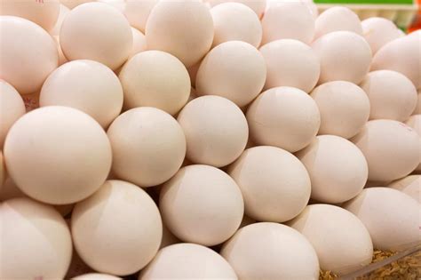 Silkie Chicken Eggs: A Definitive Guide With FAQs