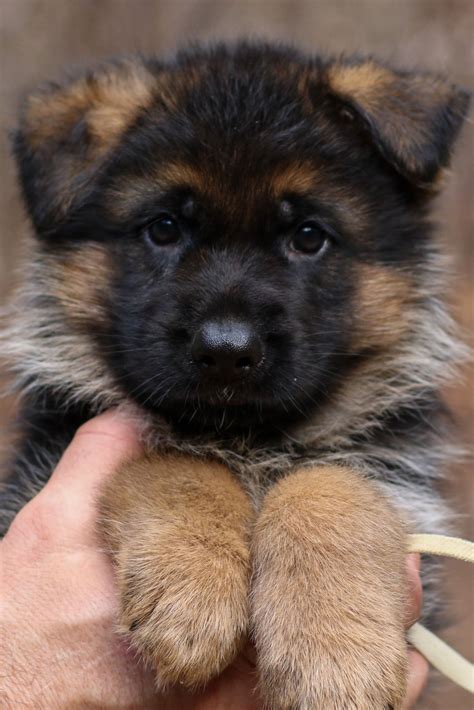 Pin on German Shepherd Puppies