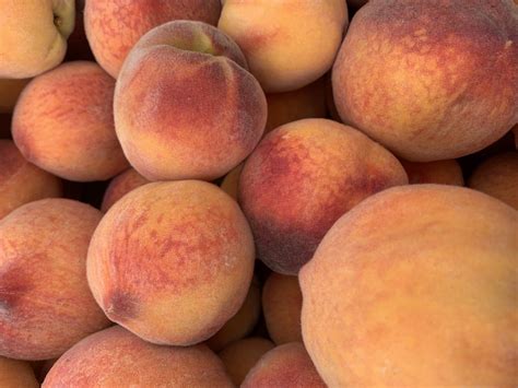 Palisade peach season is here! - Farm Happenings at Tumbleweed Farms ...