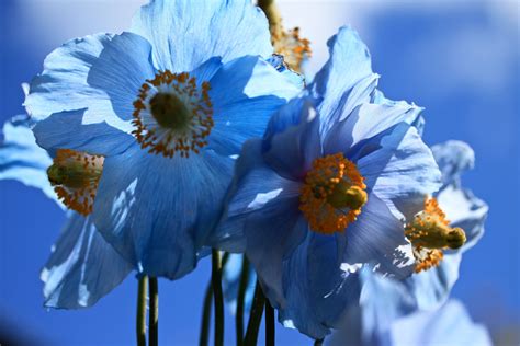 Amazing blue poppies grown by Ruth and photographed by me... June 2012 | Amazing gardens, Blue ...