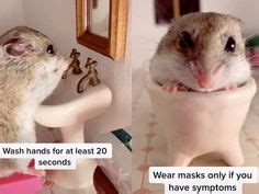 22 Gerbil Memes ideas | gerbil, funny hamsters, cute hamsters