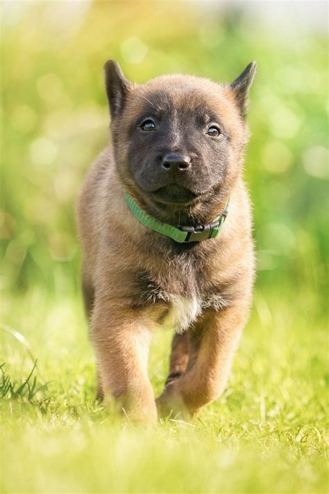 720x1184 wallpaper | fawn belgian malinois puppy | Peakpx