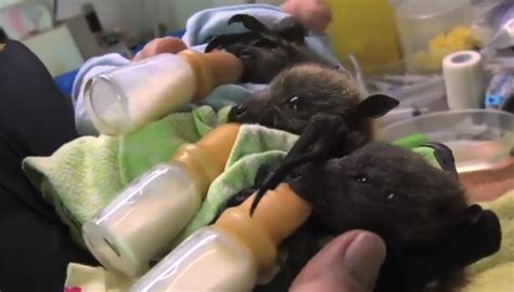 These orphaned baby fruit bats are so cute they will actually destroy ...