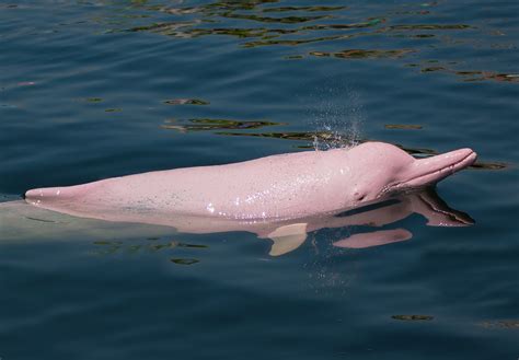 Pink River Dolphin Fun Facts for Divers and Ocean Lovers