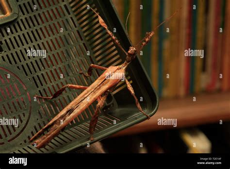 Giant Australian Stick insects Stock Photo - Alamy