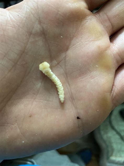 Grub found in log : r/bugidentification