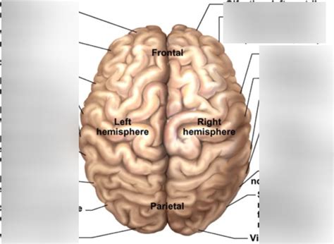 lateralization of cerebral functions Diagram | Quizlet