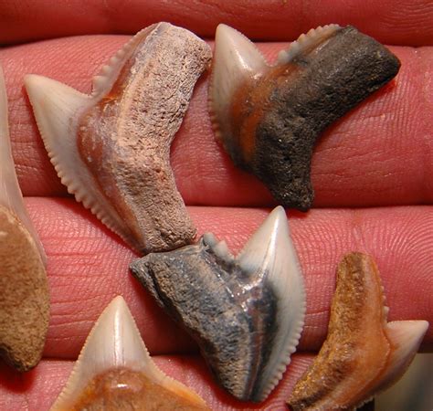 Close up photos of my most detailed shark's teeth | Rock Tumbling Hobby