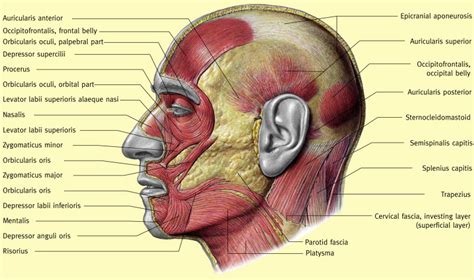 The surgical anatomy of the scalp - Surgery - Oxford International Edition