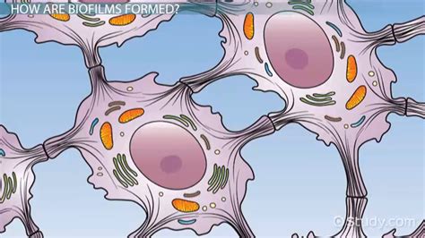 Biofilms | Definition, Examples & Importance - Lesson | Study.com