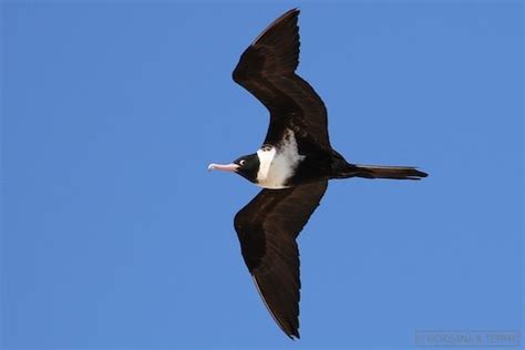 Lesser Frigatebird – birdfinding.info