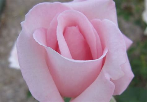 Plant Photography: Rosa 'Tiffany' Closed Flower