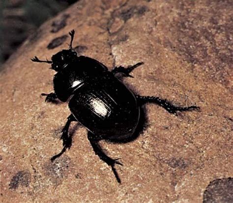 Dung Beetle