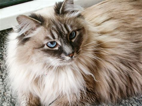 Maine Coon Ragdoll Mix | 9 Ragcoon Characteristics I Discerning Cat