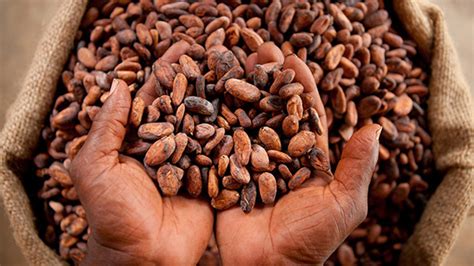 Fairtrade reports on programme to strengthen West Africa cocoa co ...