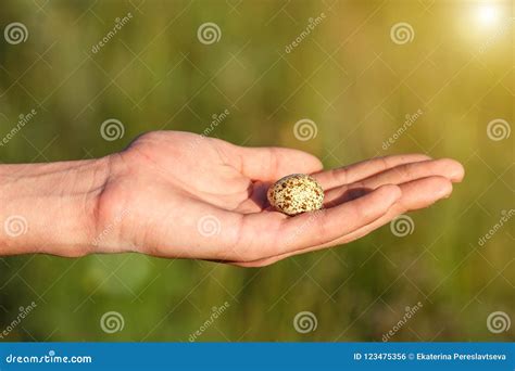 Hand Holding Quail Egg, Close Up on Green Background Stock Photo - Image of eating, food: 123475356