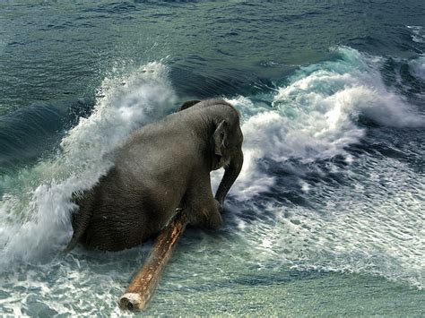HD wallpaper: Elephant, tree, animals | Wallpaper Flare