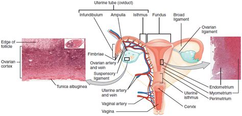 The woman's copulatory organs: Anatomy and function | Lecturio