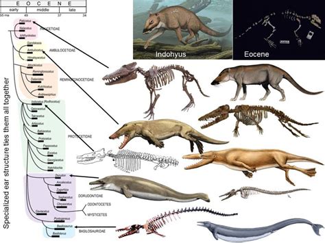 basilosaurus « paleoaerie