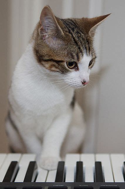 #Keyboard Cat! Like,Repin,Share, Thanks! | Cute puppies and kittens ...